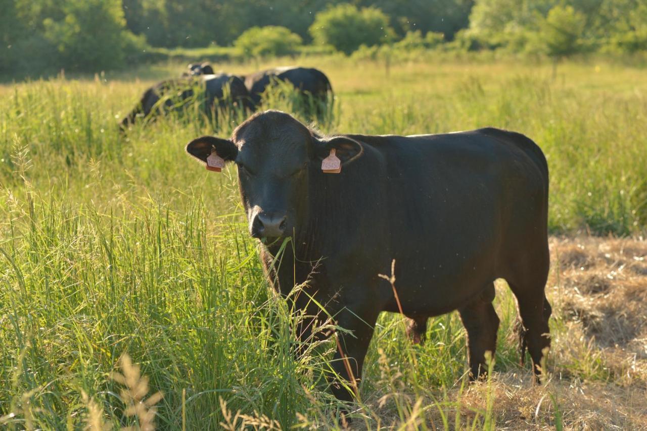 Bio Farma & Penzion Zlaty Hyl Novacany Bagian luar foto
