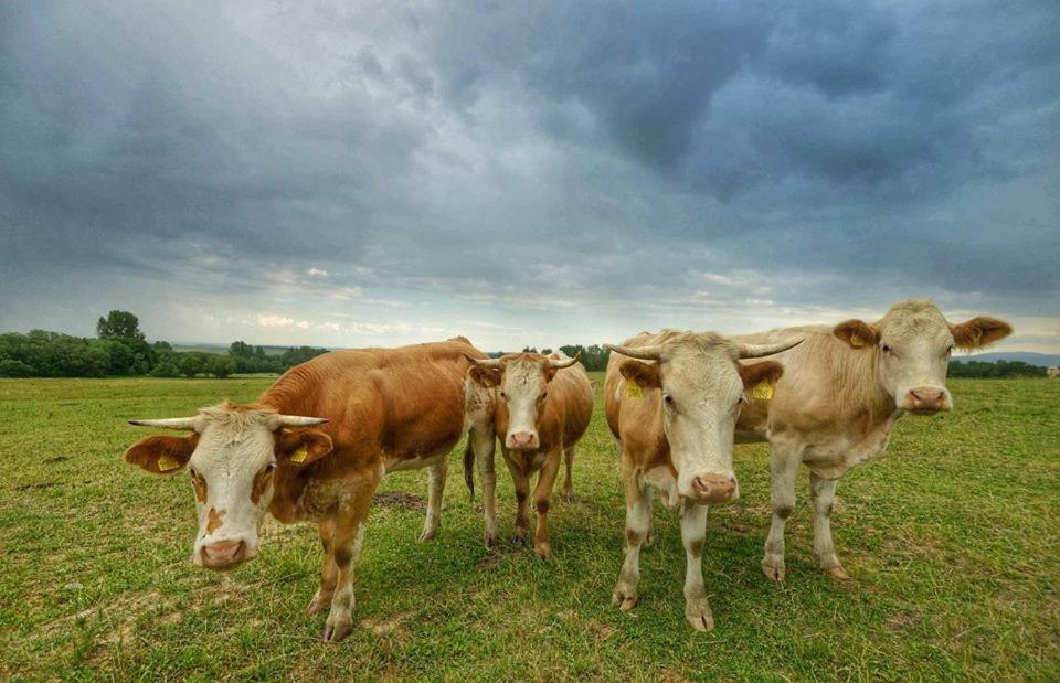 Bio Farma & Penzion Zlaty Hyl Novacany Bagian luar foto
