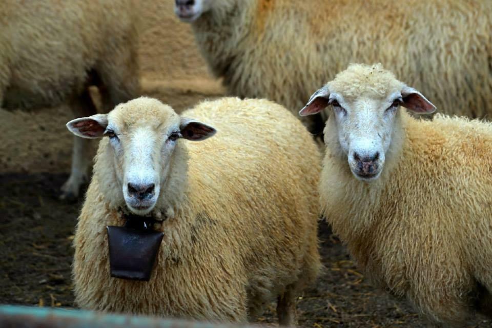 Bio Farma & Penzion Zlaty Hyl Novacany Bagian luar foto