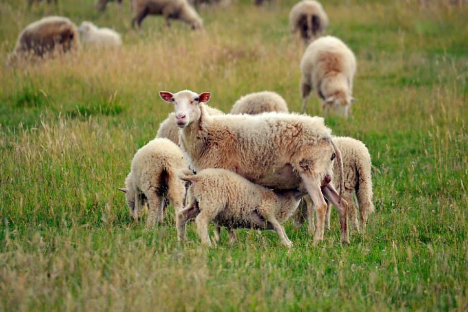 Bio Farma & Penzion Zlaty Hyl Novacany Bagian luar foto